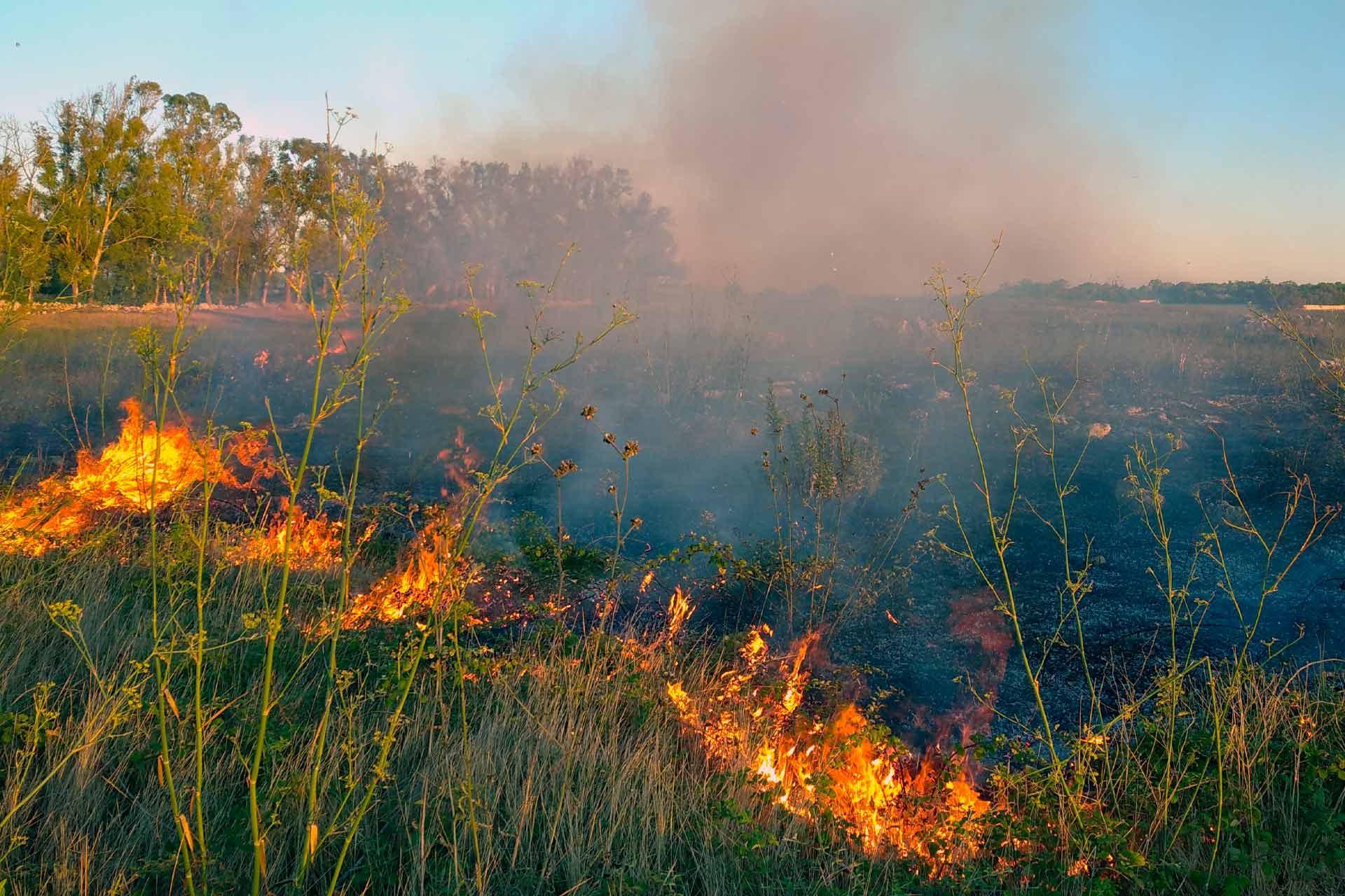 Incendio boschivo nell'area Parco di Rauccio
